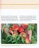 Obst & Gemüse als Medizin - Bild 6