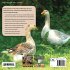 Keeping Ducks and Geese - Bild 2