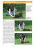 Labrador Retriever - Bild 3