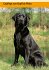 Labrador Retriever - Bild 6