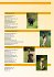 Labrador Retriever - Bild 7