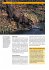 Labrador Retriever - Bild 9