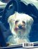 A Day in the Life of a Yorkie Named... - Bild 2