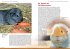 Meerschweinchen - Bild 3