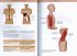 Pilates-Anatomie - Bild 7