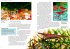 Art für Art: Zwerggarnelen - Bild 2