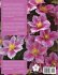 An Illustrated Encyclopedia of Clematis - Bild 2