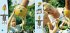 How to Make a Scarecrow - Bild 3