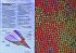 Papierflieger-Set - Bild 3