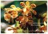 Faszinierende Orchideen (Set mit Buch,... - Bild 5