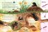Der kleine Maulwurf und die Tiere unter... - Bild 3