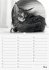 Geburtstagskalender Katzenwelt... - Bild 6