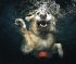 Hunde unter Wasser - Bild 6