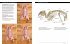 Butchering Poultry, Rabbit, Lamb, Goat,... - Bild 6