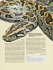 Tigerpython - Bild 3