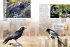 Entdecke die Rabenvögel - Bild 3
