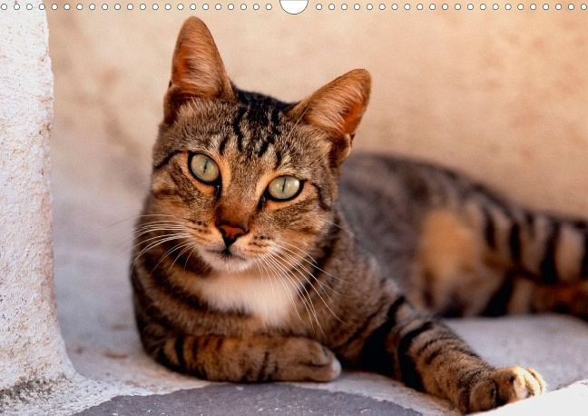 Katzen (Posterbuch DIN A4 quer) von Werner Layer portofrei