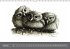 owls & friends Immerwährender Kalender... - Bild 2