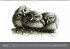 owls & friends Immerwährender Kalender... - Bild 2