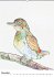 Vogel Illustrationen (Wandkalender... - Bild 13