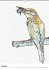 Vogel Illustrationen (Wandkalender... - Bild 3
