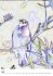 Vogel Illustrationen (Wandkalender... - Bild 8
