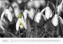 Blumige Licht-Blicke (Wandkalender... - Bild 2