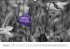Blumige Licht-Blicke (Wandkalender... - Bild 11