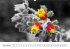 Blumige Licht-Blicke (Wandkalender... - Bild 12