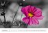 Blumige Licht-Blicke (Wandkalender... - Bild 13