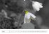 Blumige Licht-Blicke (Wandkalender... - Bild 4