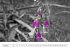 Blumige Licht-Blicke (Wandkalender... - Bild 9