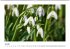 Blütenträume (Wandkalender... - Bild 2