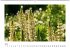 Blütenträume (Wandkalender... - Bild 7