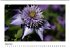 Blütenträume (Wandkalender... - Bild 10