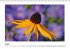 Blütenträume (Wandkalender... - Bild 9
