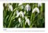 Blütenträume (Wandkalender... - Bild 2