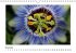 Blütenträume (Wandkalender... - Bild 12