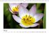 Blütenträume (Wandkalender... - Bild 3