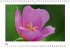 Blütenträume (Wandkalender... - Bild 5
