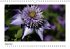 Blütenträume (Wandkalender... - Bild 10