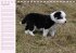 Border Collie-Welpen... - Bild 11