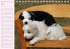 Border Collie-Welpen... - Bild 8