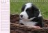 Border Collie-Welpen... - Bild 10