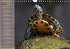 Schildkröten Geburtstagskalender... - Bild 11