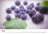 Frische Früchte (Wandkalender... - Bild 5