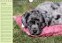 Puppies Birthday Calendar / UK-Version... - Bild 2