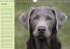 Puppies Birthday Calendar / UK-Version... - Bild 11
