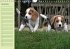 Puppies Birthday Calendar / UK-Version... - Bild 12