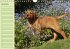 Puppies Birthday Calendar / UK-Version... - Bild 13